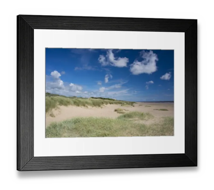 Framed Print : Marram Grass (Ammophila arenaria) growing on coastal sand dune habitat, Anderby Creek, Lincolnshire, England, June Framed Print : Marram Grass (Ammophila arenaria) growing on coastal sand dune habitat, Anderby Creek, Lincolnshire, England, June