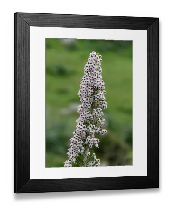 Framed Print : Tree Heath (Erica arborea) close-up of flowers, Corsica, France, April Framed Print : Tree Heath (Erica arborea) close-up of flowers, Corsica, France, April