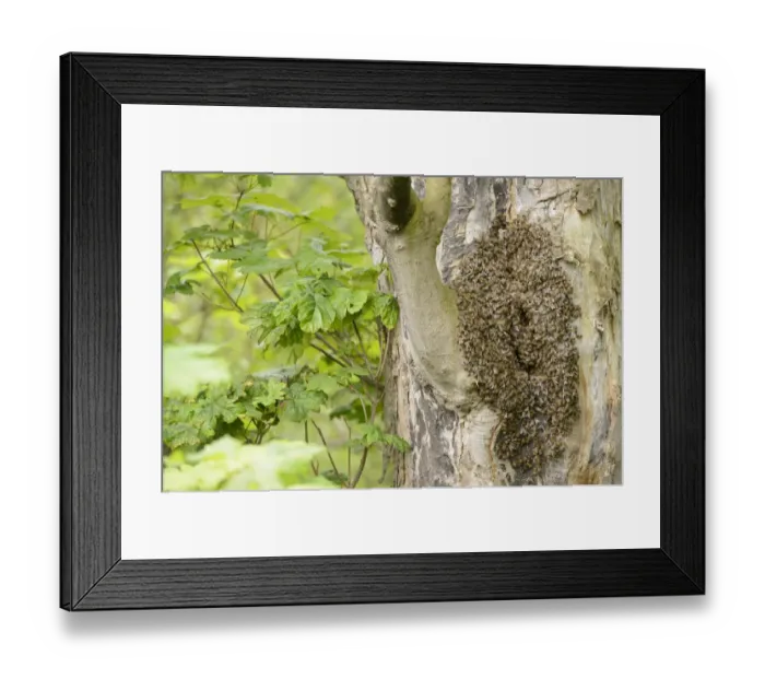 Framed Print : Western Honey Bee (Apis mellifera) swarm, at nest in hole of Sycamore (Acer pseudoplatanus) trunk Framed Print : Western Honey Bee (Apis mellifera) swarm, at nest in hole of Sycamore (Acer pseudoplatanus) trunk