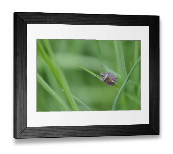 Framed Print : Sloe Bug (Dolycoris baccarum) adult, on grass in churchyard, St. Leonards Church, Admaston, Staffordshire, England, May