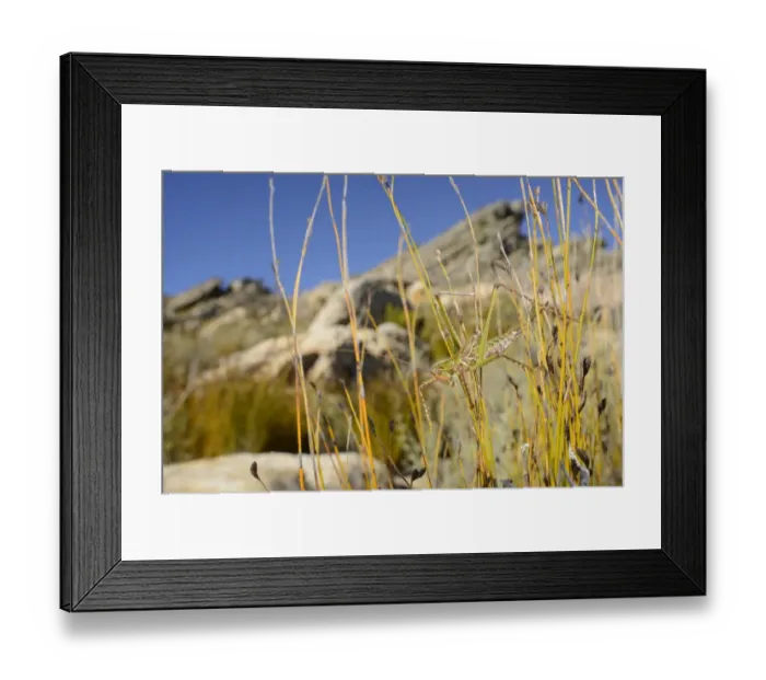 Framed Print : Giant Black-winged Clonia (Clonia melanoptera) adult, climbing on stems, South Africa, February