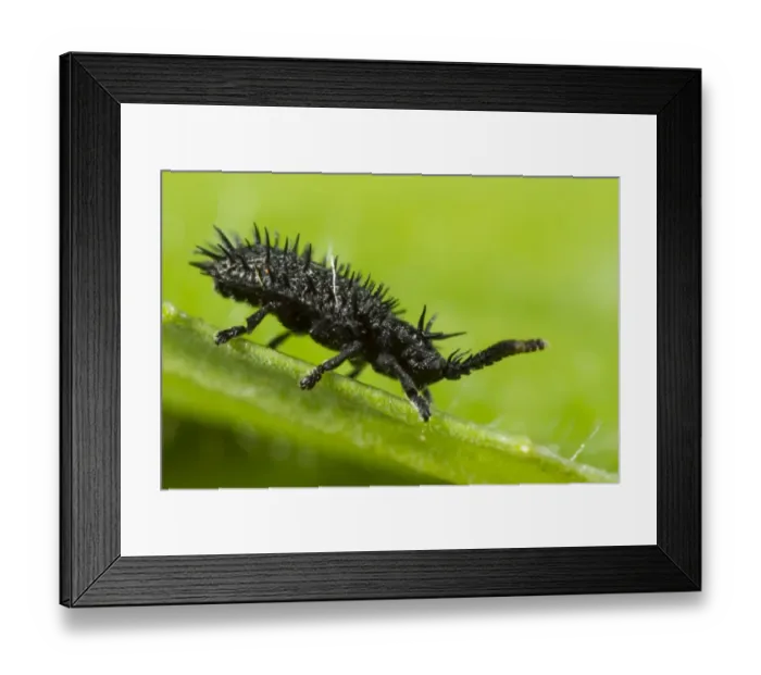 Framed Print : Prickly Leaf Beetle (Hispa atra) adult, length about 3mm, on leaf, Causse de Gramat, Massif Central, Lot Region