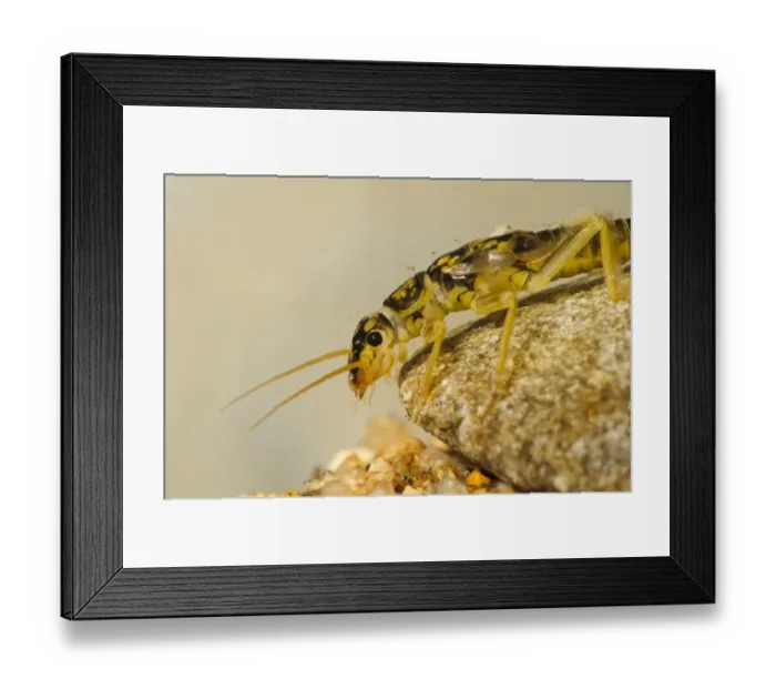 Framed Print : Large Stonefly (Perla bipinctata) nymph, clinging to pebble underwater, England Framed Print : Large Stonefly (Perla bipinctata) nymph, clinging to pebble underwater, England
