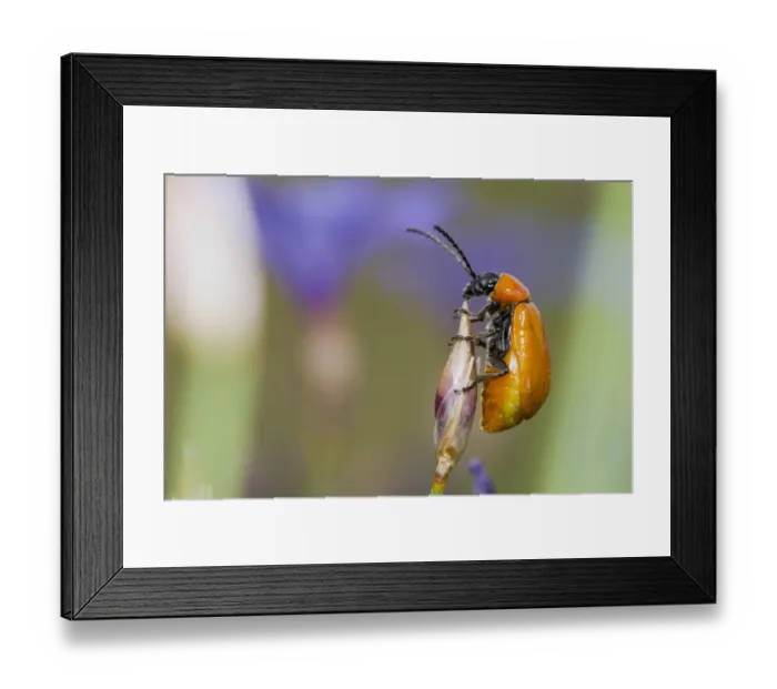 Framed Print : Scarlet Lily Beetle (Lilioceris lilii) adult female, amongst Aphyllanthes (Aphyllanthes monspeliensis) flowers Framed Print : Scarlet Lily Beetle (Lilioceris lilii) adult female, amongst Aphyllanthes (Aphyllanthes monspeliensis) flowers