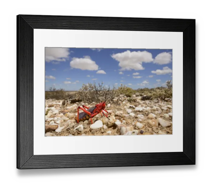 Framed Print : Common Milkweed Grasshopper (Phymateus morbillosus) adult, on quartz field in desert habitat, Little Karoo Framed Print : Common Milkweed Grasshopper (Phymateus morbillosus) adult, on quartz field in desert habitat, Little Karoo