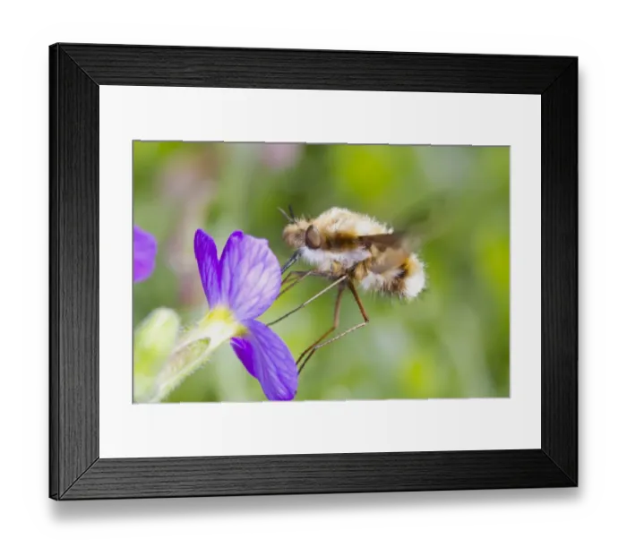 Framed Print : Common Bee-fly (Bombylius major) adult, feeding on aubretia flower in garden, East Sussex, England, April Framed Print : Common Bee-fly (Bombylius major) adult, feeding on aubretia flower in garden, East Sussex, England, April