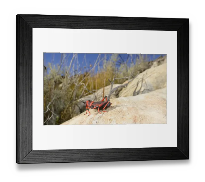 Framed Print : Koppie Foam Grasshopper (Dictyophorus spumans) adult, resting on rock, South Africa, February