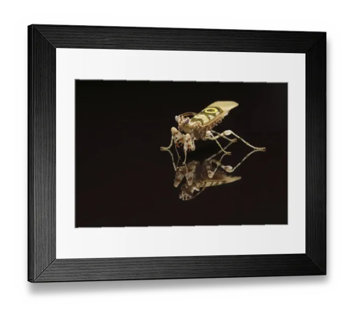 Framed Print : Spiny Flower Mantis (Pseudocreobotra wahlbergii) adult, standing on reflective surface (captive) Framed Print : Spiny Flower Mantis (Pseudocreobotra wahlbergii) adult, standing on reflective surface (captive)