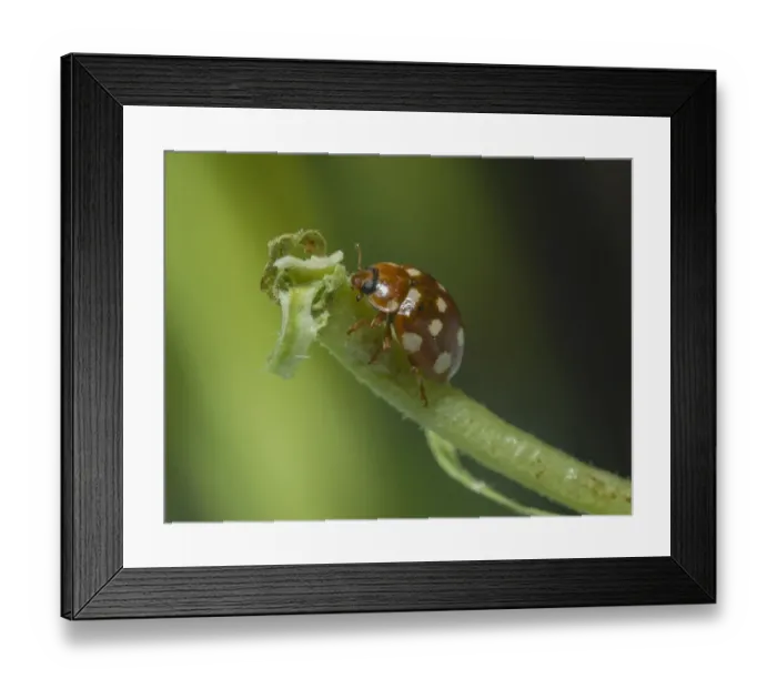 Framed Print : Fourteen-spot Ladybird (Calvia quatuordecimguttata) adult, on stem in garden, Chipping, Lancashire, England, September Framed Print : Fourteen-spot Ladybird (Calvia quatuordecimguttata) adult, on stem in garden, Chipping, Lancashire, England, September