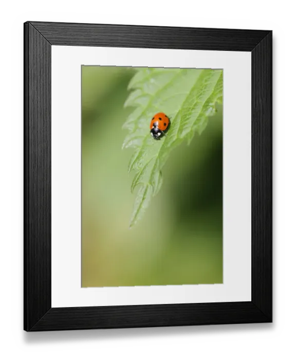 Framed Print : Seven-spot Ladybird (Coccinella septempunctata) adult, resting on Stinging Nettle (Urtica dioica) leaf, Staffordshire Framed Print : Seven-spot Ladybird (Coccinella septempunctata) adult, resting on Stinging Nettle (Urtica dioica) leaf, Staffordshire