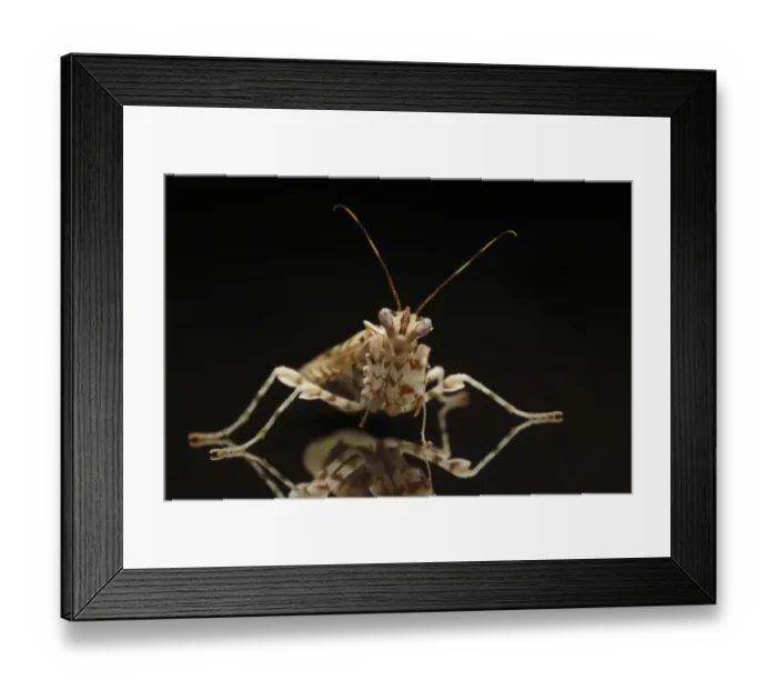 Framed Print : Spiny Flower Mantis (Pseudocreobotra wahlbergii) adult, standing on reflective surface (captive) Framed Print : Spiny Flower Mantis (Pseudocreobotra wahlbergii) adult, standing on reflective surface (captive)
