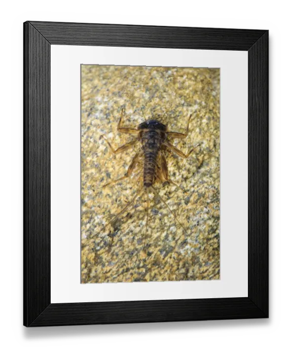 Framed Print : False March Brown Mayfly (Ecdyonurus venosus) nymph, clinging to pebble underwater, England