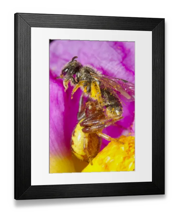 Framed Print : Napoleon Crab Spider (Synema globosum) adult female, feeding on Solitary Bee (Lasioglossum sp. ) prey Framed Print : Napoleon Crab Spider (Synema globosum) adult female, feeding on Solitary Bee (Lasioglossum sp. ) prey