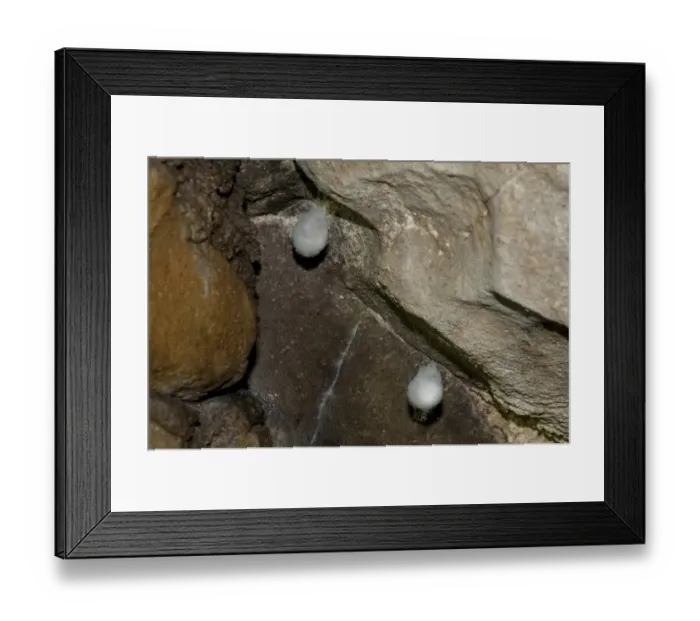 Framed Print : European Cave Spider (Meta menardi) egg sacs, Ingleborough Cave, Ingleborough, Yorkshire Dales N. P