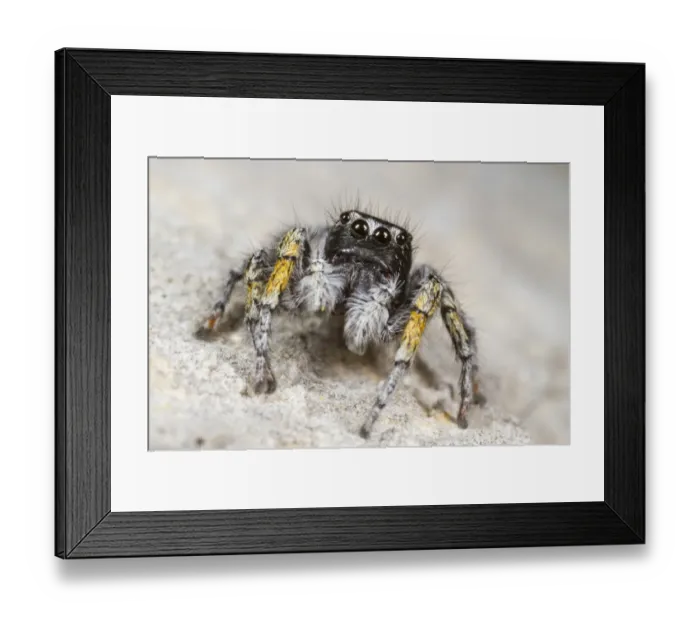 Framed Print : Jumping Spider (Philaeus chrysops) adult male, Ile St. Martin, Aude, Languedoc-Roussillon, France, May Framed Print : Jumping Spider (Philaeus chrysops) adult male, Ile St. Martin, Aude, Languedoc-Roussillon, France, May