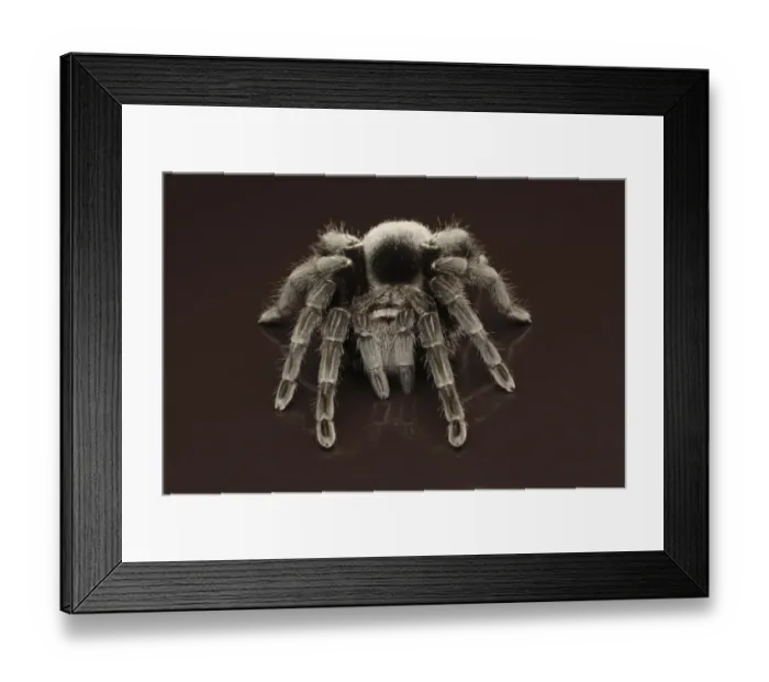 Framed Print : Brazilian Black Velvet Tarantua (Grammostola pulchra) adult, standing on reflective surface (captive) Framed Print : Brazilian Black Velvet Tarantua (Grammostola pulchra) adult, standing on reflective surface (captive)