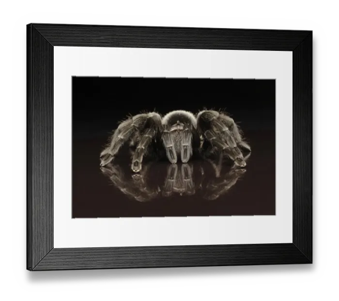 Framed Print : Brazilian Black Velvet Tarantua (Grammostola pulchra) adult, standing on reflective surface (captive)