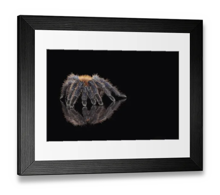 Framed Print : Greenbottle Blue Tarantula (Chromatopelma cyaneopubescens) adult, standing on reflective surface (captive)