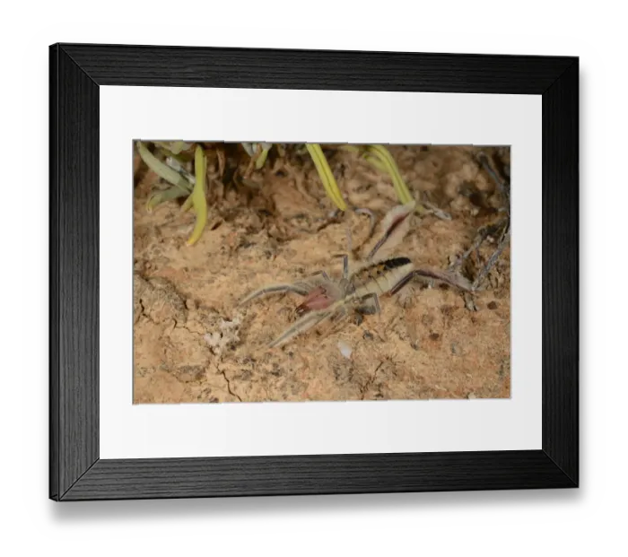 Framed Print : Sun-spider (Solpugella sp. ) adult, on dry ground in desert, South Africa, February Framed Print : Sun-spider (Solpugella sp. ) adult, on dry ground in desert, South Africa, February