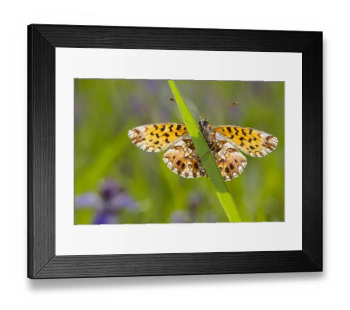 Framed Print : Weavers Fritillary (Boloria dia) adult, resting on grass, Col de Calzan, Ariege Pyrenees, Midi-Pyrenees, France, May Framed Print : Weavers Fritillary (Boloria dia) adult, resting on grass, Col de Calzan, Ariege Pyrenees, Midi-Pyrenees, France, May