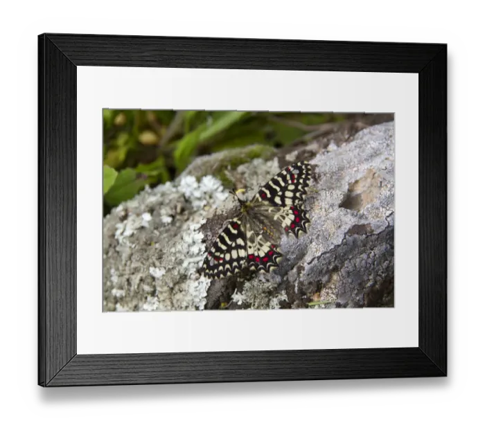 Framed Print : Spanish Festoon (Zerynthia rumina) adult, resting on rock, Extremadura, Spain, April Framed Print : Spanish Festoon (Zerynthia rumina) adult, resting on rock, Extremadura, Spain, April