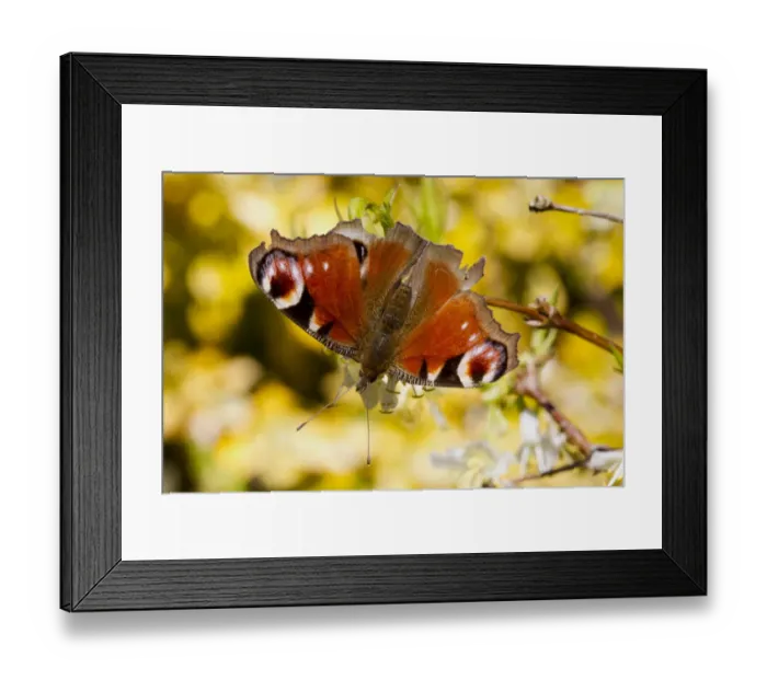Framed Print : Peacock Butterfly (Inachis io) adult, feeding on Winter Honeysuckle (Lonicera fragrantissima) flowers in garden, Powys