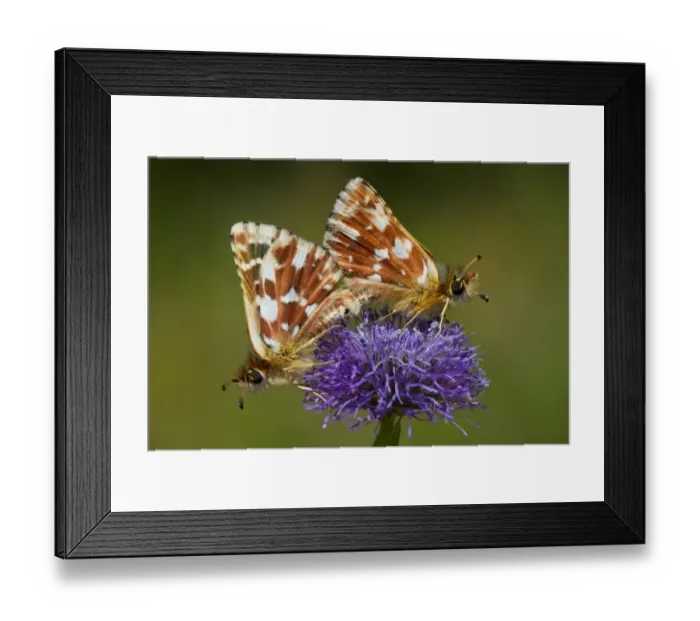 Framed Print : Red Underwing Skipper (Spialia sertorius) adult pair, mating on Globularia (Globularia sp) flower, Causse de Gramat Framed Print : Red Underwing Skipper (Spialia sertorius) adult pair, mating on Globularia (Globularia sp) flower, Causse de Gramat