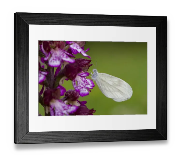 Framed Print : Wood White (Leptidea sinapis) adult, resting on Lady Orchid (Orchis purpurea) flower, Causse de Gramat, Massif Central Framed Print : Wood White (Leptidea sinapis) adult, resting on Lady Orchid (Orchis purpurea) flower, Causse de Gramat, Massif Central