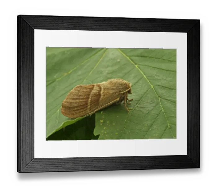 Framed Print : Fox Moth (Macrothylacia rubi) adult female, resting on leaf, Norfolk, England, June Framed Print : Fox Moth (Macrothylacia rubi) adult female, resting on leaf, Norfolk, England, June