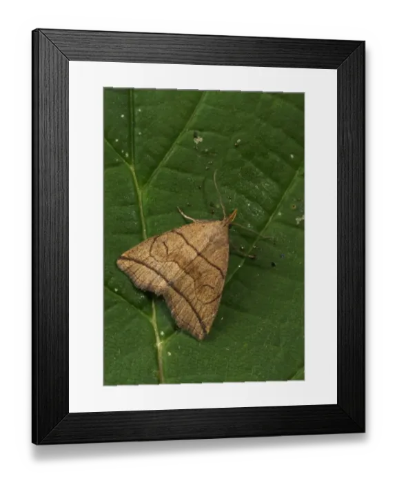 Framed Print : Small Fan-foot (Herminia grisealis) adult, resting on leaf, Norfolk, England, June Framed Print : Small Fan-foot (Herminia grisealis) adult, resting on leaf, Norfolk, England, June