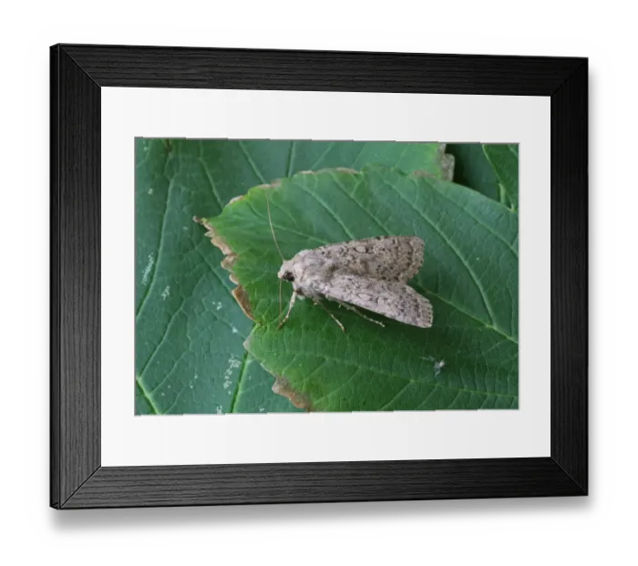 Framed Print : Dotted Rustic (Rhyacia simulans) adult, resting on leaf, Norfolk, England, July Framed Print : Dotted Rustic (Rhyacia simulans) adult, resting on leaf, Norfolk, England, July