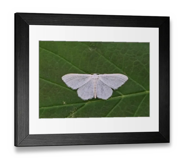 Framed Print : Satin Wave (Idaea subsericeata) adult, resting on leaf, Norfolk, England, June Framed Print : Satin Wave (Idaea subsericeata) adult, resting on leaf, Norfolk, England, June