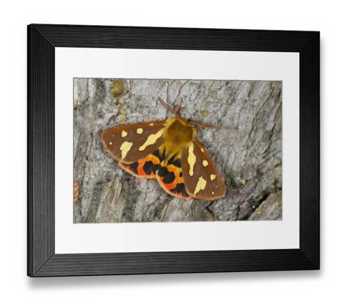 Framed Print : Pattons Tiger (Hyphoraia testudinaria) adult, resting on bark, Tarn, Languedoc-Roussillon, France, April Framed Print : Pattons Tiger (Hyphoraia testudinaria) adult, resting on bark, Tarn, Languedoc-Roussillon, France, April