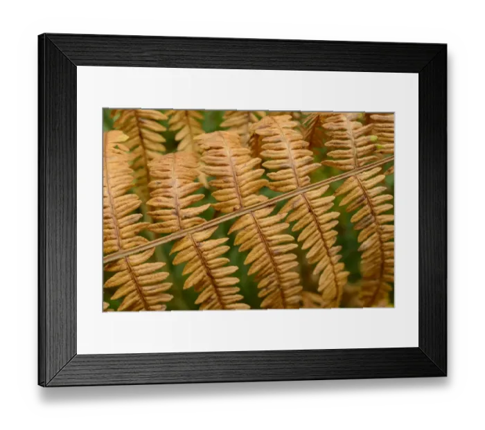 Framed Print : Male Fern (Dryopteris filix-mas) close-up of fronds in autumn colour, growing on woodland floor, Blithfield Framed Print : Male Fern (Dryopteris filix-mas) close-up of fronds in autumn colour, growing on woodland floor, Blithfield