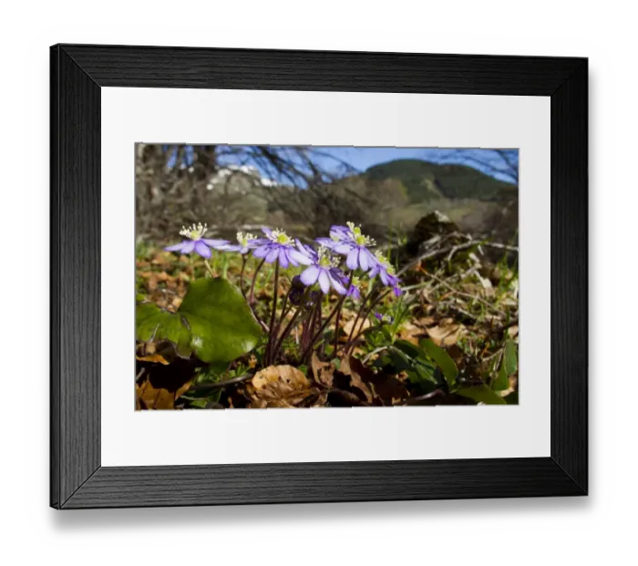 Framed Print : Kidneywort (Anemone hepatica) flowering, growing in open woodland soon after snowmelt, Ariege Pyrenees, Midi-Pyrenees Framed Print : Kidneywort (Anemone hepatica) flowering, growing in open woodland soon after snowmelt, Ariege Pyrenees, Midi-Pyrenees