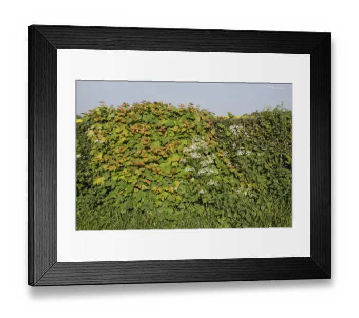 Framed Print : Sycamore (Acer pseudoplatanus) growing in hedgerow at roadside, with Cow Parsley (Anthriscus sylvestris) flowering Framed Print : Sycamore (Acer pseudoplatanus) growing in hedgerow at roadside, with Cow Parsley (Anthriscus sylvestris) flowering