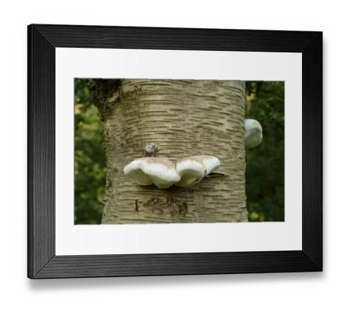 Framed Print : Birch Polypore (Piptoporus betulinus) fruiting bodies, growing on Silver Birch (Betula pendula)