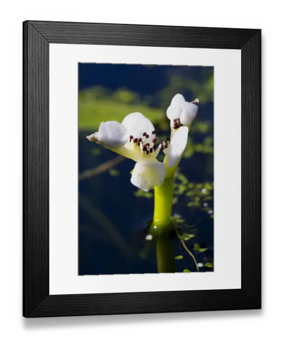 Framed Print : Cape Pondweed (Aponogeton distachyos) close-up of flower, growing in garden pond, East Sussex, England, March Framed Print : Cape Pondweed (Aponogeton distachyos) close-up of flower, growing in garden pond, East Sussex, England, March