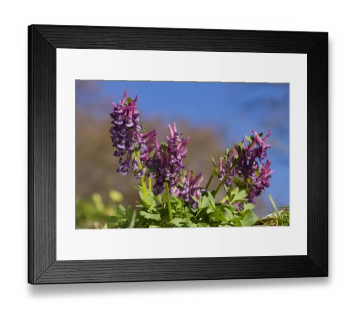 Framed Print : Bulbous Corydalis (Corydalis bulbosa) flowering, Ariege Pyrenees, Midi-Pyrenees, France, May