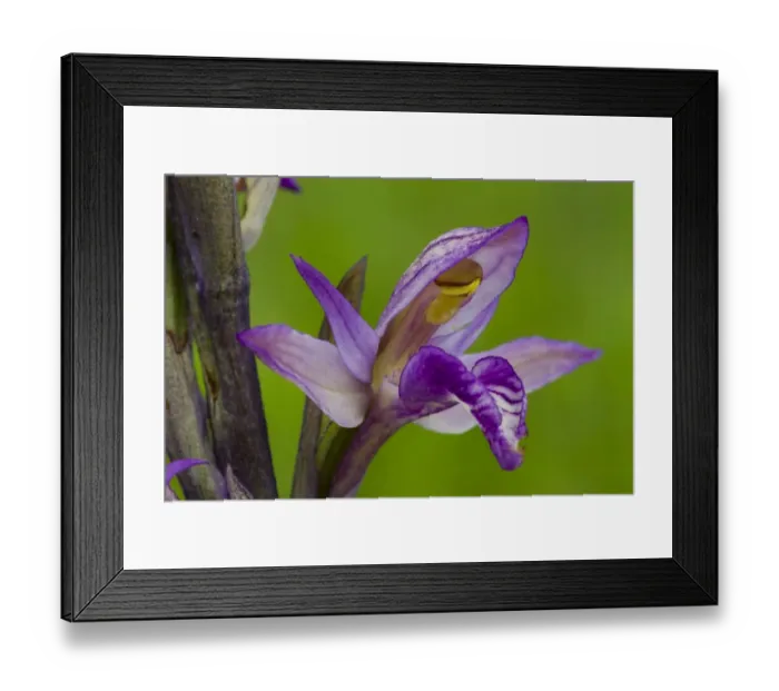 Framed Print : Violet Limodore (Limodorum abortivum) close-up of flower, Causse de Gramat, Massif Central, Lot, France, May Framed Print : Violet Limodore (Limodorum abortivum) close-up of flower, Causse de Gramat, Massif Central, Lot, France, May