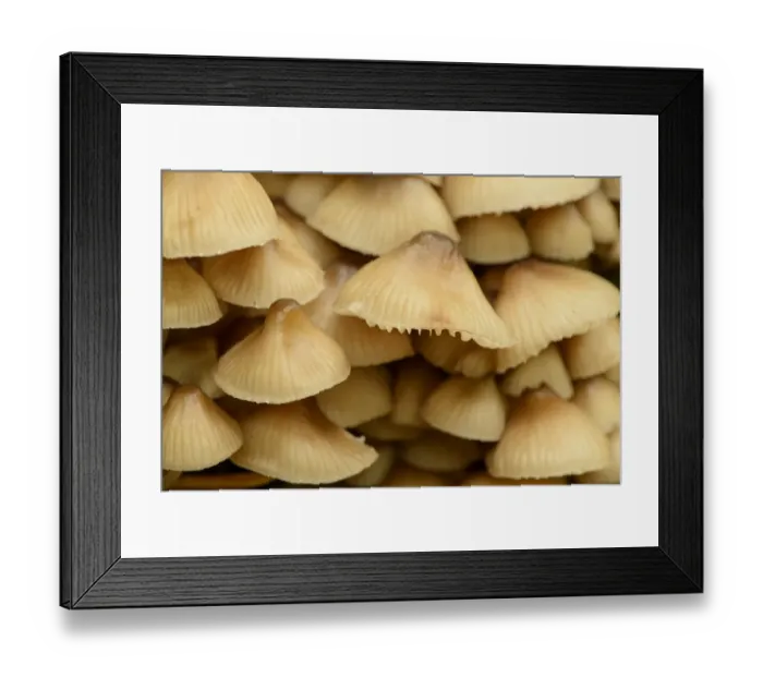 Framed Print : Sulphur Tuft Fungi (Hypholoma fasciculare) fruiting bodies, growing on dead branch, Staffordshire, England, October Framed Print : Sulphur Tuft Fungi (Hypholoma fasciculare) fruiting bodies, growing on dead branch, Staffordshire, England, October