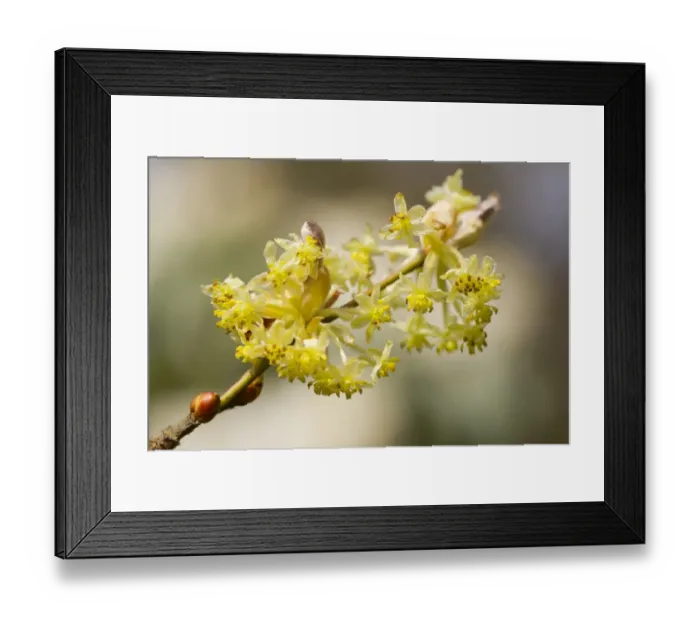 Framed Print : Japanese Spicebush (Lindera obtusiloba) close-up of flowers, growing in garden, Herefordshire, England, March Framed Print : Japanese Spicebush (Lindera obtusiloba) close-up of flowers, growing in garden, Herefordshire, England, March
