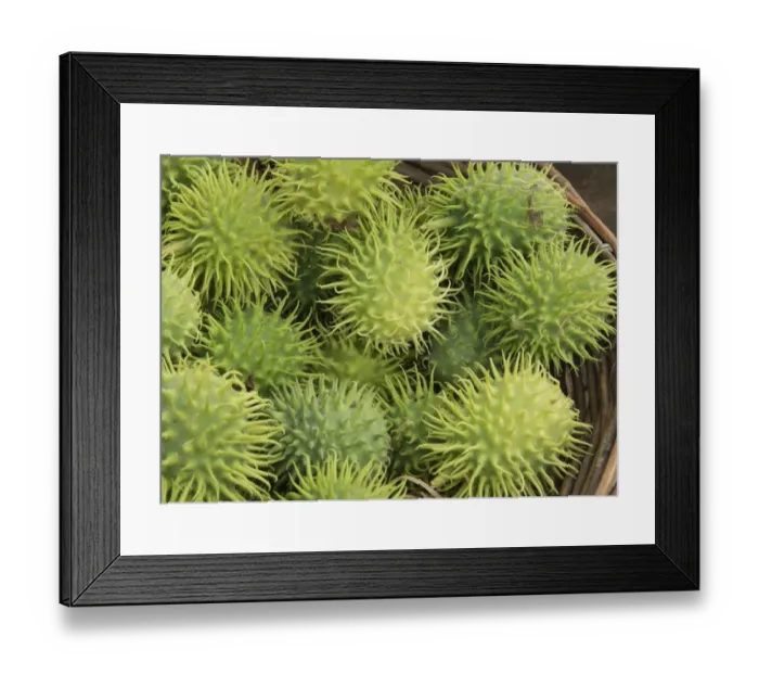 Framed Print : Hedgehog Gourd (Cucumis dipsaceus) fruit, Warwickshire, England, September