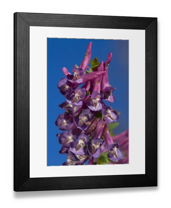 Framed Print : Bulbous Corydalis (Corydalis bulbosa) close-up of flowers, Ariege Pyrenees, Midi-Pyrenees, France, May Framed Print : Bulbous Corydalis (Corydalis bulbosa) close-up of flowers, Ariege Pyrenees, Midi-Pyrenees, France, May
