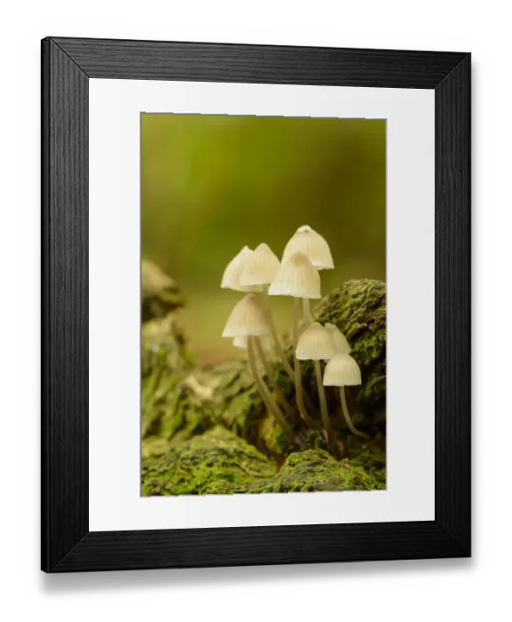 Framed Print : Bark Bonnet (Mycena speirea) fruiting bodies, growing on dead branch, Admaston, Staffordshire, England, October Framed Print : Bark Bonnet (Mycena speirea) fruiting bodies, growing on dead branch, Admaston, Staffordshire, England, October