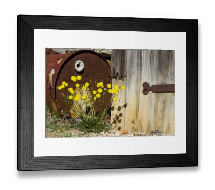 Framed Print : French Hawksbeard (Crepis nicaeensis) flowering, growing beside old door and rusty barrel at edge of vineyard, Ile St Framed Print : French Hawksbeard (Crepis nicaeensis) flowering, growing beside old door and rusty barrel at edge of vineyard, Ile St