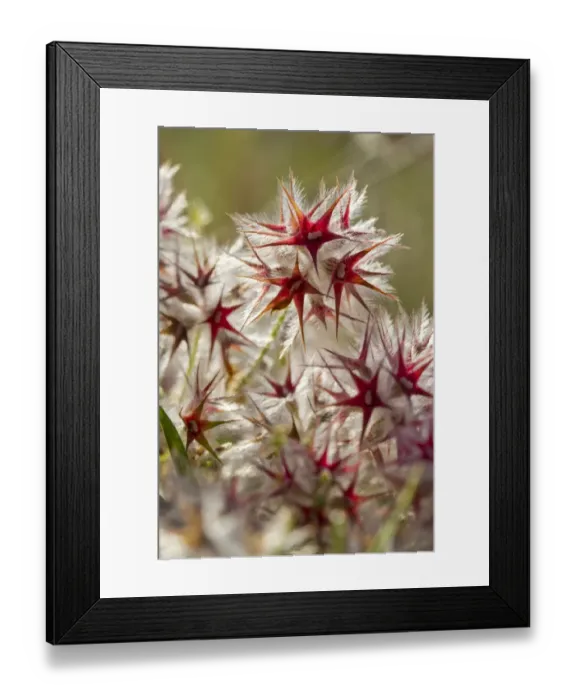 Framed Print : Star Clover (Trifolium stellatum) in fruit, Ile St. Martin, Aude, Languedoc-Roussillon, France, May Framed Print : Star Clover (Trifolium stellatum) in fruit, Ile St. Martin, Aude, Languedoc-Roussillon, France, May
