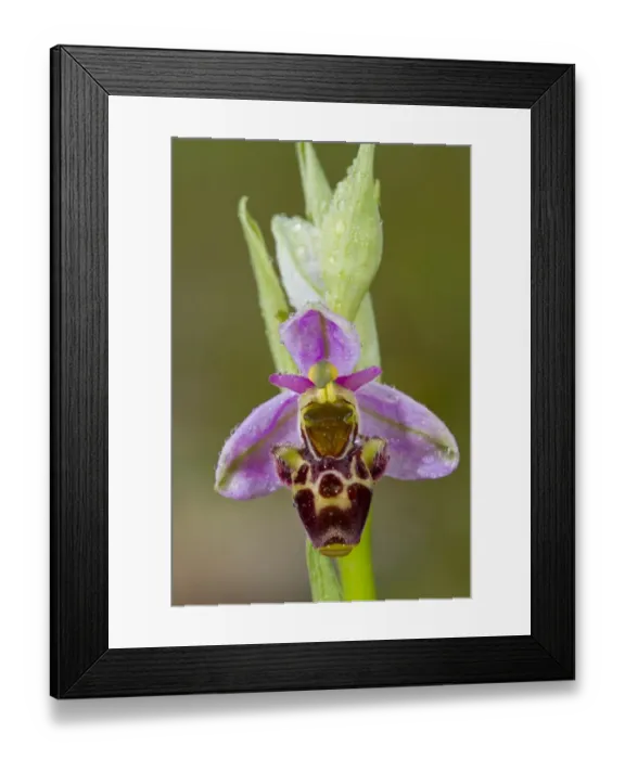 Framed Print : Woodcock Orchid (Ophrys scolopax) close-up of flower, with raindrops after rainfall, Causse de Gramat, Massif Central