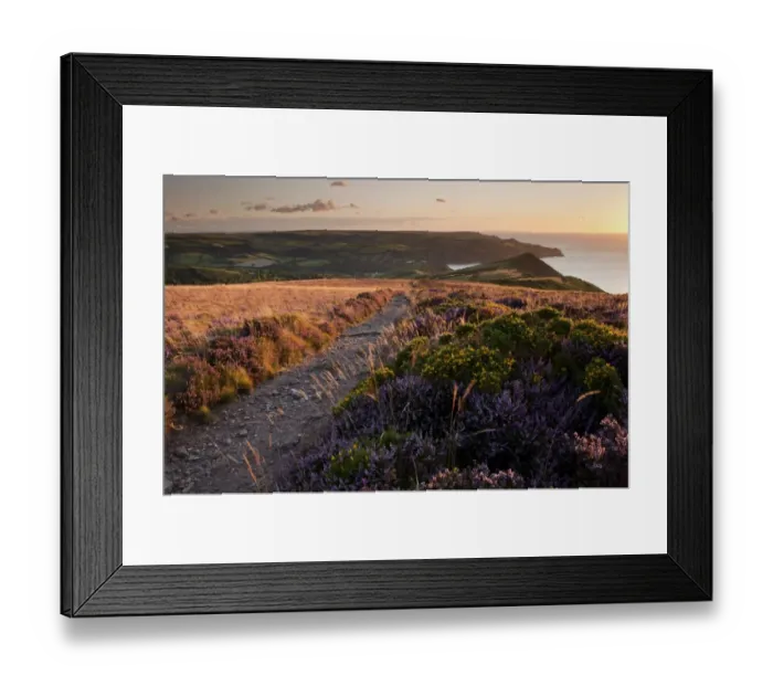 Framed Print : View of flowering heather and gorse beside Southwest coast path on Great Hangmans Hill Framed Print : View of flowering heather and gorse beside Southwest coast path on Great Hangmans Hill