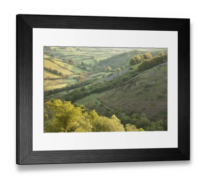 Framed Print : View of hillside with Bluebell (Endymion non-scriptus) flowering mass, growing on slope at dawn Framed Print : View of hillside with Bluebell (Endymion non-scriptus) flowering mass, growing on slope at dawn